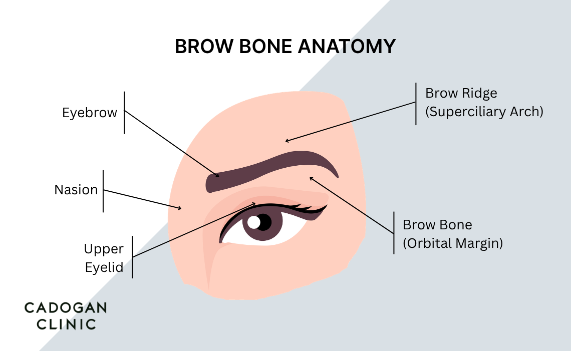 Diagram showing the anatomy of the upper eye and brow bone